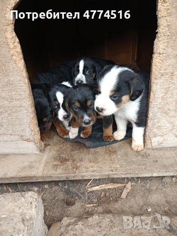 Подарявам пет малки кученца, снимка 2 - Други - 53939684