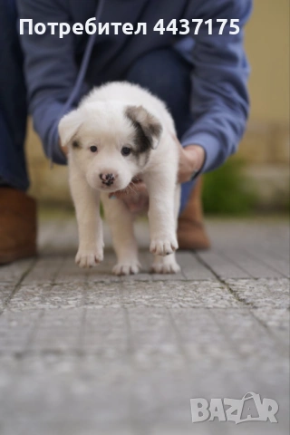 мъжки кученца