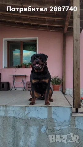 Razplod, снимка 1