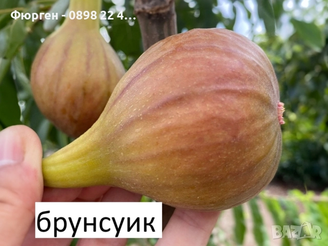 Смокиня „Брунсуик“ (Ficus carica ‘Brunswick’)