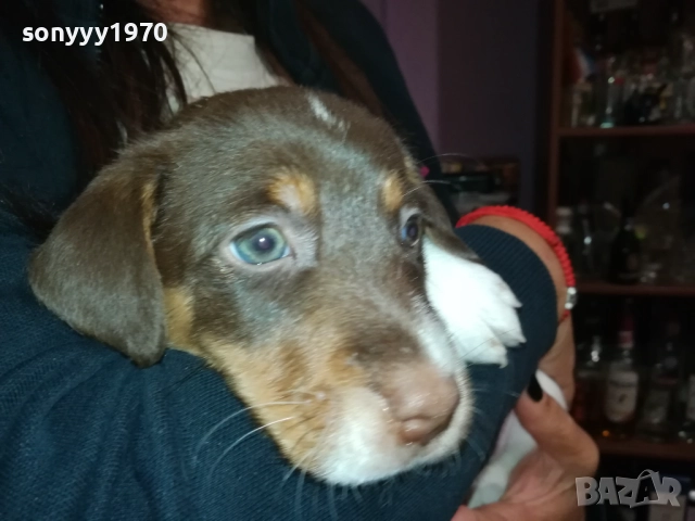 ДЖАК РЪСЕЛ ТЕРИЕР-ДЖАКЧЕ-МЪЖКО КУТРЕ 2509252122, снимка 9 - Джак ръсел териер - 51840023