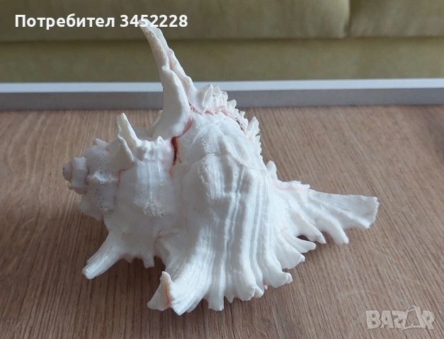 раковина за ценители , снимка 2 - Декорация за дома - 53846311