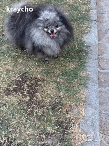 Померан мъжки, снимка 3 - Померан - 52874158
