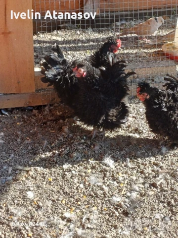 Къдрави кокошки, снимка 5 - други­ - 50673833