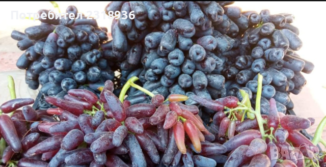 Десертни сортове грозде., снимка 3 - Разсади - 38898244