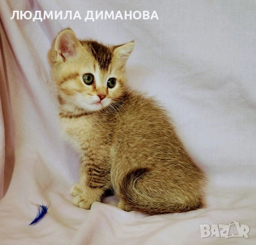 Шотландско мъжко златна чинчила. , снимка 2 - Британска късокосместа - 53655488