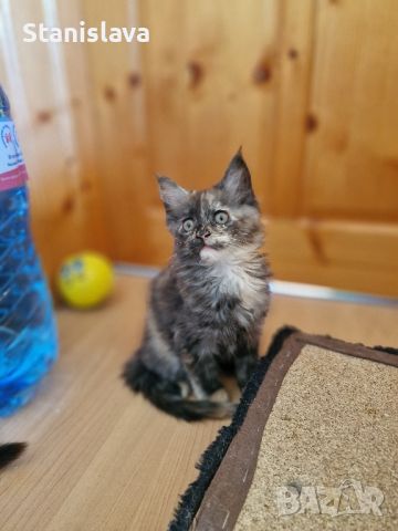 Мейн Куун (Maine Coon), снимка 4 - Мейн кун - 45154567