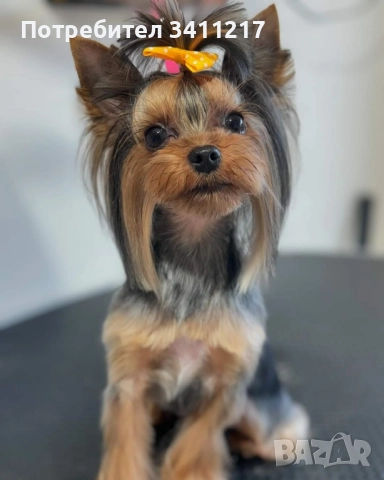 Търсим си дама , снимка 3 - Търси партньор - 52817790