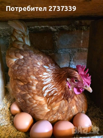 Кокошки носачки ломан браун