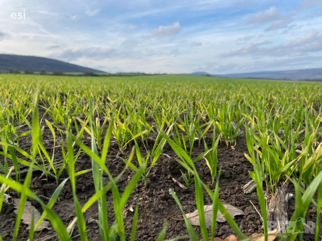 Земеделска земя с рента 80–100 лв/дка – обл. Варна, снимка 3 - Земеделска земя - 54062417