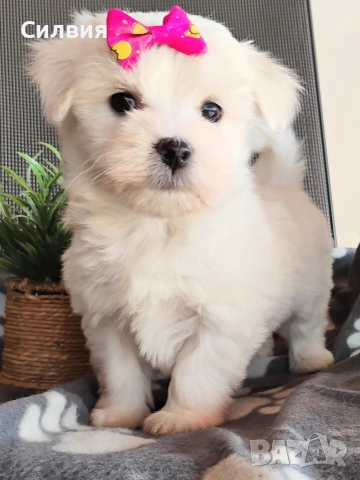 предлагам малтийска болонки , снимка 4 - Болонка - 53652977