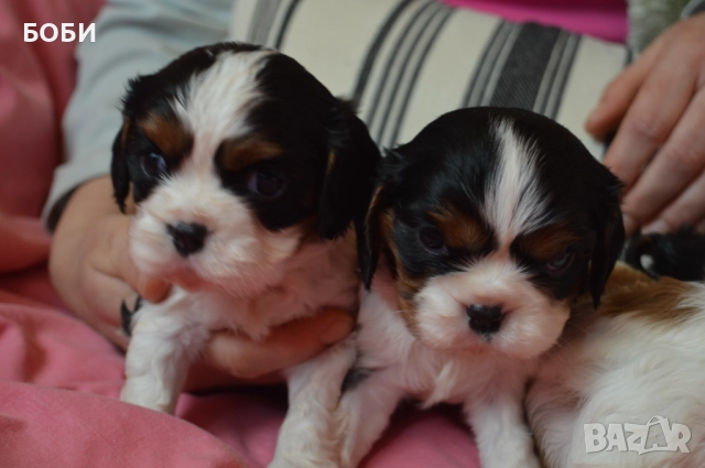 Кавалер Кинг Чарлз Шпаньол, снимка 9 - Кавалер кинг чарлз шпаньол - 52735606