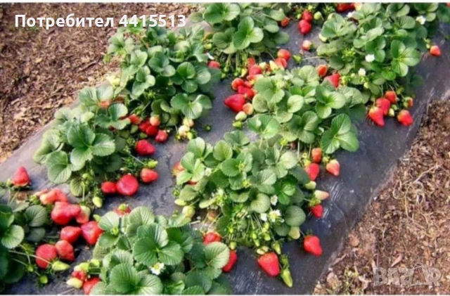 Разсад Ягоди и Малини, снимка 6 - Градински цветя и растения - 54187219