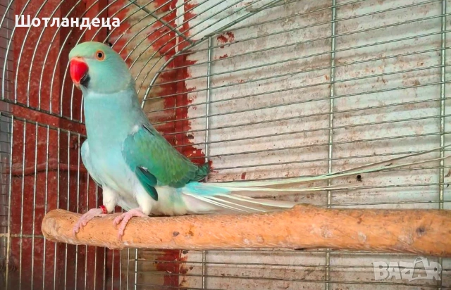 Малък Александър-клеартейл