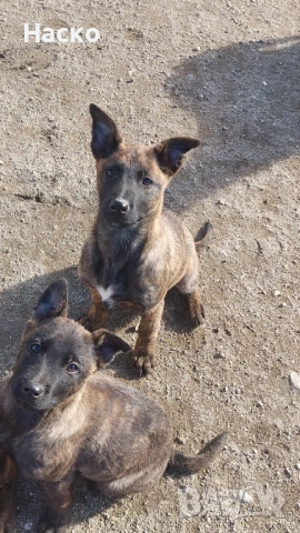 Холандска овчарка, снимка 2 - Белгийска овчарка - 52484592