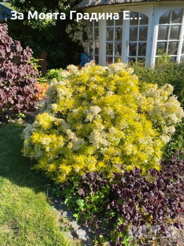 Чойсия - Портокалово цвете, снимка 4 - Градински цветя и растения - 53635435