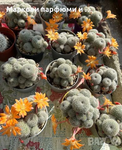 Кактуси Rebutia cv. Sunrise (Orange Flower), 22 лв, снимка 4 - Градински цветя и растения - 45584506