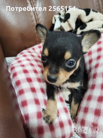 Пинчерчета , снимка 5 - Пинчер - 54063680