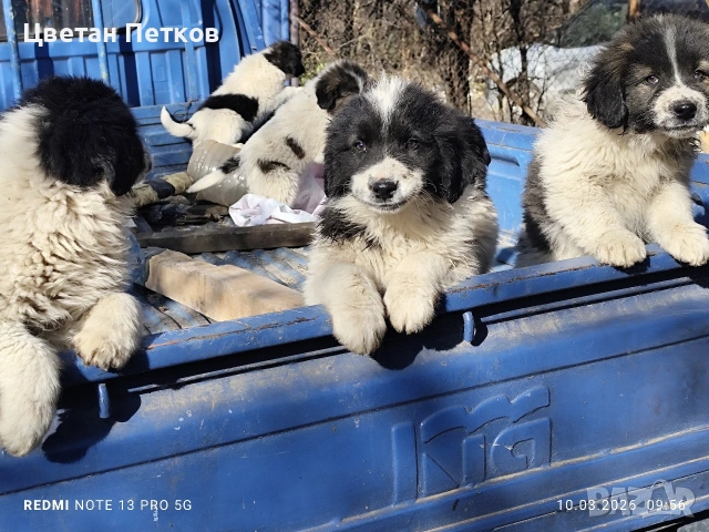 Каракачанки , снимка 5 - Каракачанска овчарка - 53824782