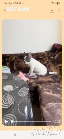 Продава се  Френски булдог- момиче, снимка 4 - Френски булдог - 54209135