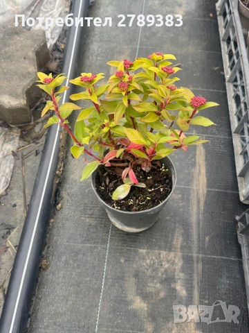 Вечнозелена калина, снимка 2 - Градински цветя и растения - 53444106