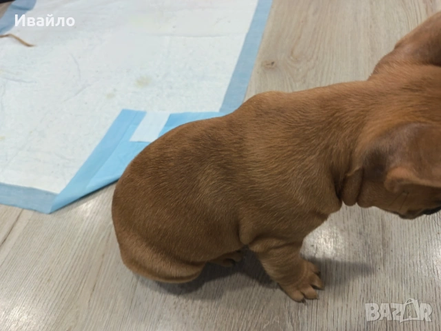 Френски булдог момиче, снимка 6 - Френски булдог - 53866669