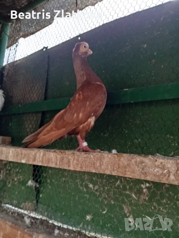 продавам гълъби, снимка 5 - Гълъби - 52593056