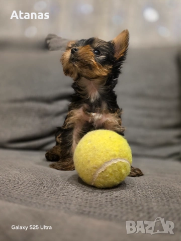 Йоркширски териер - йорки, снимка 2 - Йоркширски териер - 53373659