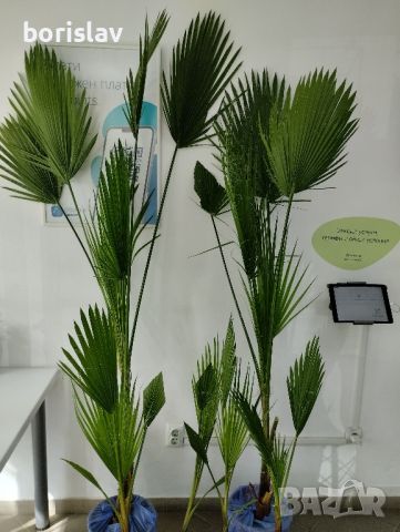 Студоустойчива Палма Трахикарпус, снимка 14 - Стайни растения - 14936682