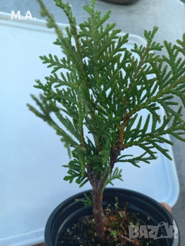 Вкоренен разсад на туя смарагд и др. вечнозелени растения, снимка 7 - Градински цветя и растения - 41822906