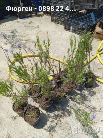 Лавандула - Разсад     При покупка на 5 бр - 1 бой подарък При покупка на 10 бр - 3 броя подарък, снимка 7 - Разсади - 37824400