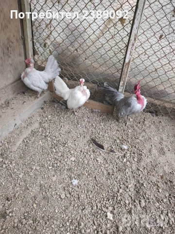 Голошийки бантам , снимка 4 - други­ - 54170161