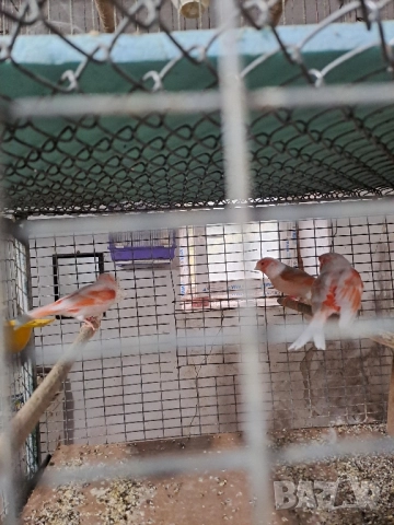 Канарчета Разград, снимка 6 - Канари - 51976505