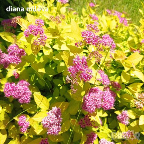 Японска спирея Голден принцес,  Spiraea japonica Golden princess, снимка 1 - Градински цветя и растения - 40015502