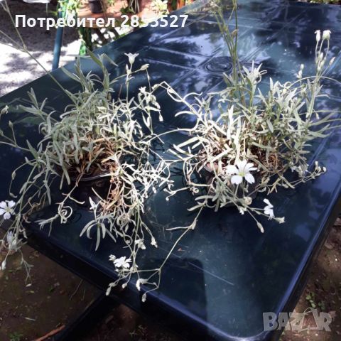 Промо Комплект градински растения, снимка 9 - Градински цветя и растения - 45697275