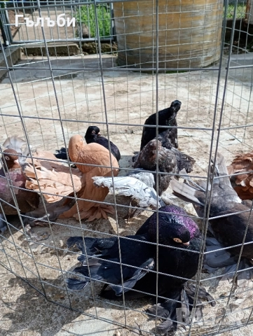 Ростовски, салтинети и гугутки , снимка 6 - Гълъби - 51955942