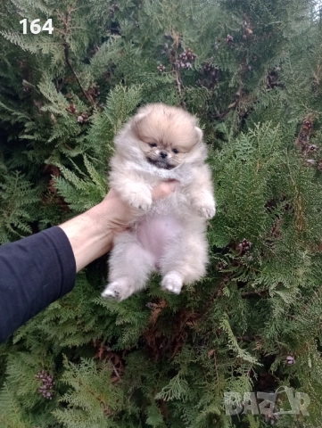 Бели Померани. Реални снимки от 15.12.25 г., снимка 13 - Померан - 52719427