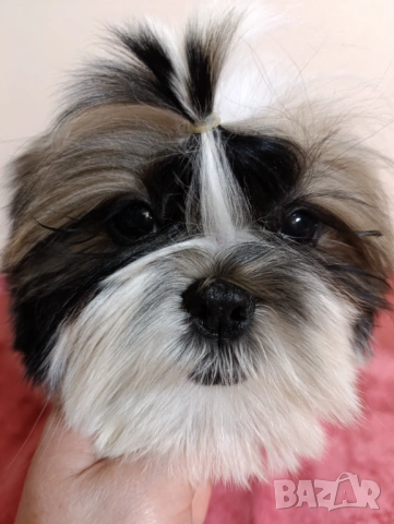 Кученца Ши Тцу /SHIH TZU FCI pedigree , снимка 3 - Ши Тцу - 52464119