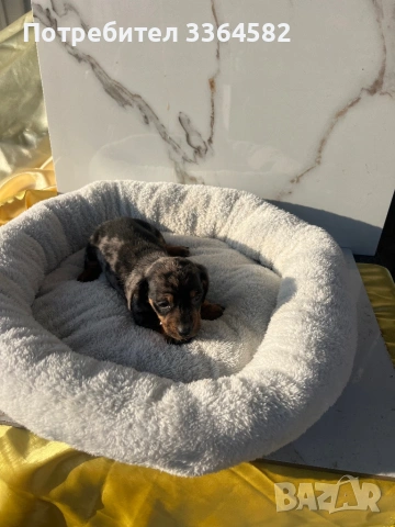 Дакел, снимка 9 - Дакели - 53977935