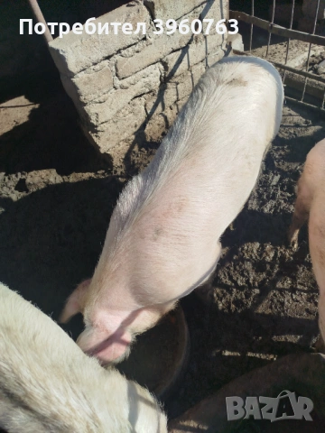 Продавам прасенца и една голяма свиня, снимка 7 - Прасета - 53938417