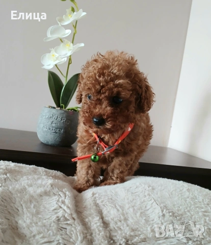 Пудел той момченце 