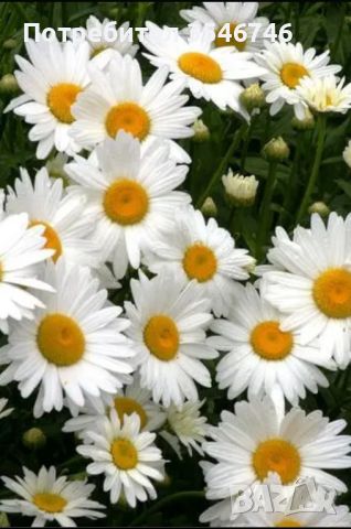 Бяла хризантема /Маргаритка /Chysanthemum maximum , снимка 2 - Разсади - 45718696