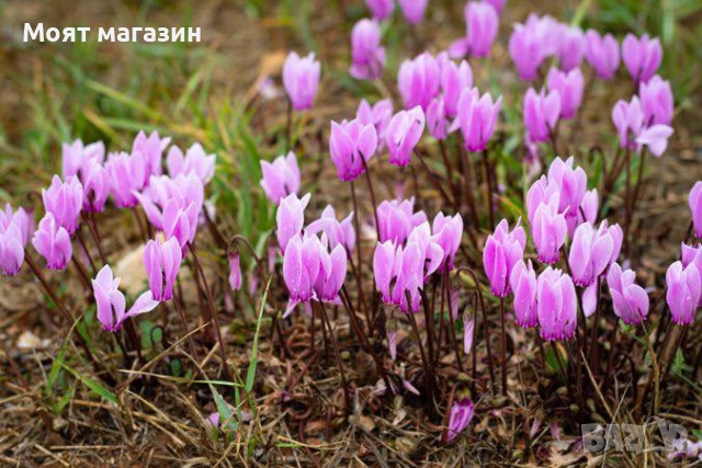 Горска ЦИКЛАМА, снимка 4 - Градински цветя и растения - 53645185