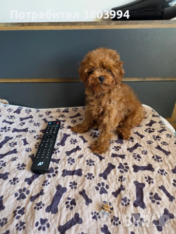 Уникални Той пудел момичета. , снимка 9 - Пудели - 54131488