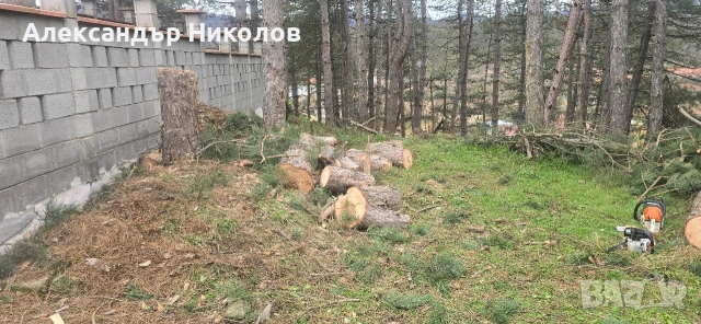 озеленяване рязане на високи дървета чистене на градини оформяне на жива плет , снимка 4 - Строителни работници - 53126101