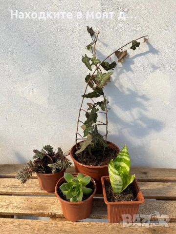 4 броя растителност