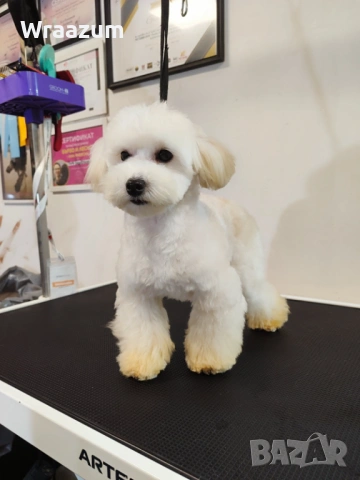 Малтипу (болонка+ТОЙ пудел), снимка 6 - Други - 52864698