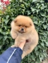 Померан момче. Померанче, снимка 2