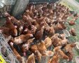 Кокошки Носачки Ломан Браун, снимка 1 - Кокошки и пуйки - 45428218
