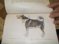 Породите кучета в България-Андрей Мицулов, снимка 6